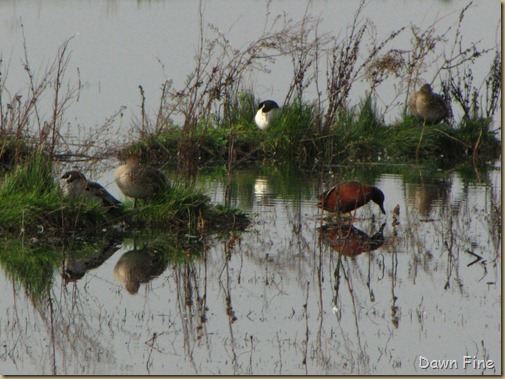 Consumnes birding_046