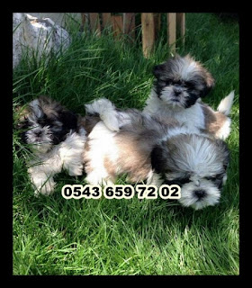 satılık shih tzu yavruları, satılık yavru shih tzu, satılık shih tzu yavrusu, sahibinden satılık shih tzu yavruları, satılık shih tzu yavruları istanbul, satılık shih tzu yavruları bursa, satılık shih tzu yavruları ankara, satılık shih tzu yavruları muğla, satılık shih tzu yavruları trabzon, satılık shih tzu yavruları konya, satılık shih tzu yavruları eskişehir, satılık shih tzu yavruları izmir, satılık shih tzu yavruları antalya, satılık shih tzu yavruları adana, satılık shih tzu yavruları bodrum, satılık shih tzu yavruları tekirdağ, satılık shih tzu yavruları manisa, satılık shih tzu yavruları sakarya, satılık shih tzu yavruları balıkesir, satılık şit su yavruları, 