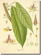 theobroma