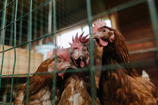 Chickens getting along...for now.