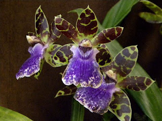 Zygopetalum Orkid