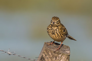 Wildlifefotografie Wiesenpieper