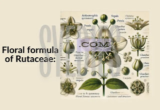 Floral formula of Rutaceae Citrus Family