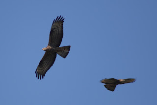 Adult Honey Buzzards