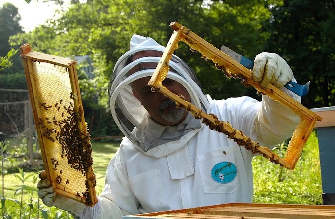 Clima: sos api, dimezza il raccolto di miele