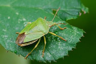 Naturfotografie Makrofotografie Weserbergland Olaf Kerber