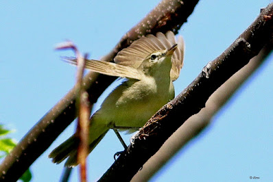 "Blyth's Reed Warbler, winyet and passage migrant. Wings thrown back."