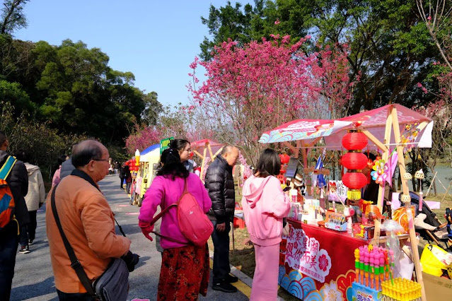 日本にも桜がありますが、中国の肇慶にも桜があります。 桜+漢服も独特の味わい，桜が満開の季節ですね