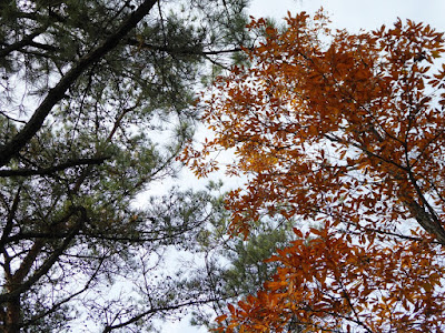 交野山 紅葉ハイキング