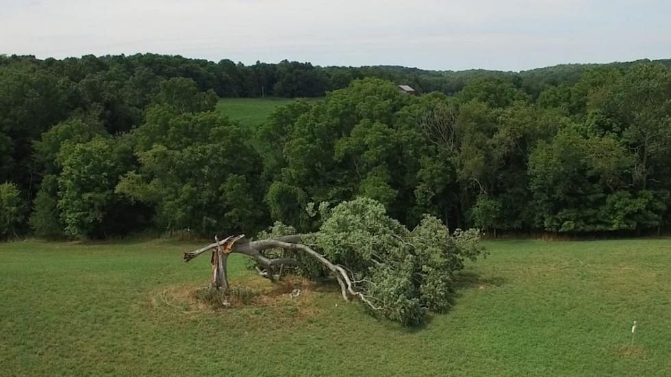 shawshank-tree-2