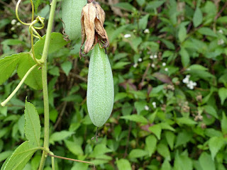 Passiflore banane - Curuba - Passiflora tripartita var. mollissima - Grenadine banane - Barbadine