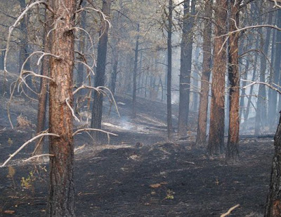 forest fire in USA