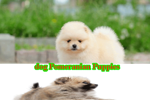  dog Pomeranian Puppies