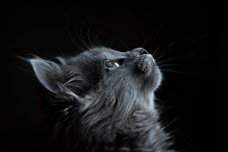DOES THE CAT COME HOME