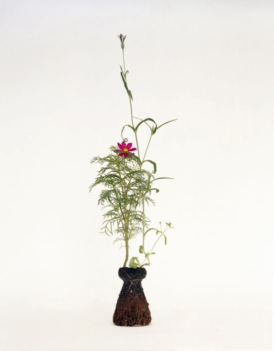 Diana Scherer photography nature plants roots vase