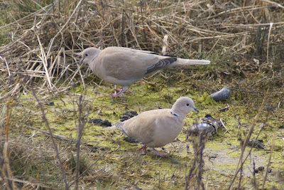 Turkske Toartel - Turkse Tortel - Streptopelia decaocto