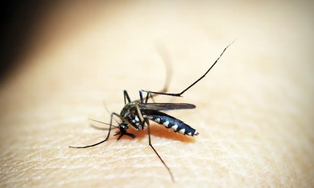 Takeda firma parceria com fábrica indiana para aumentar produção vacina da dengue