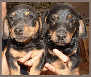 dachshund dogs cute puppies pictures
