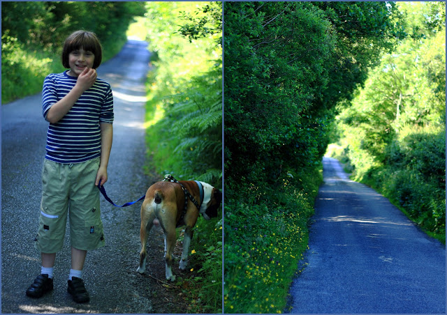 road, dog, boy, walking, flowers, summer,  Summer light © Annie Japaud Photography 2013