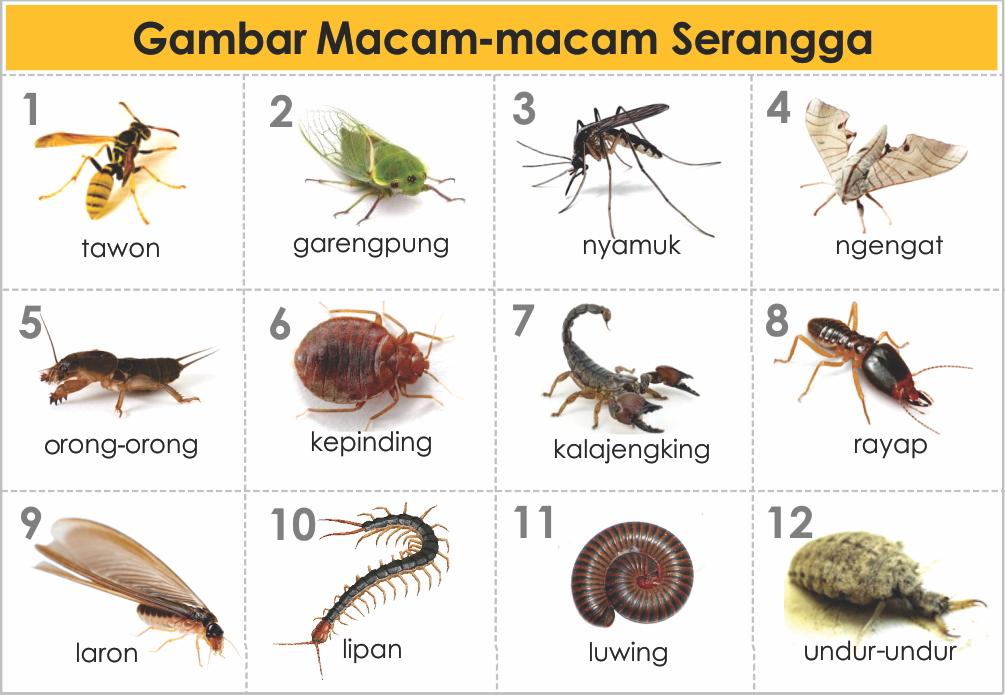 GAMBAR JENIS MACAM HEWAN  SERANGGA freewaremini