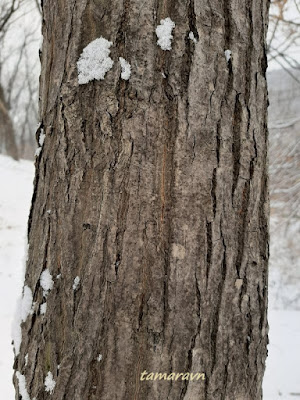 Клён ложнозибольдов (Acer pseudosieboldianum)