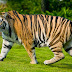 Free Download 10 Amazing Animals Tiger HD Wallpapers