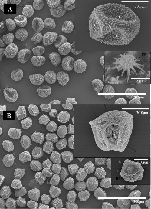 spores under SEM