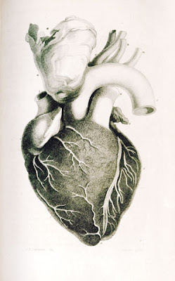 jantung manusia,cases of organic deases, lung, arteri pulmonari, ventrikel, lung, my heart, love,jantung berlubang, jantung pisang, hati manusia, injap kiri, injap kanan, tiub fallopio,jantung bengkak, anatomi jantung manusia