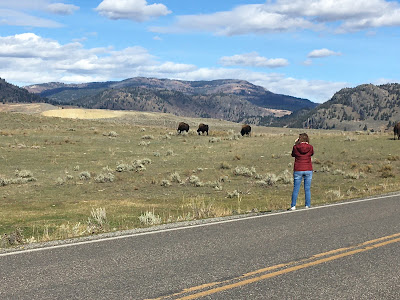 Lamar Valley, Yellowstone National Park