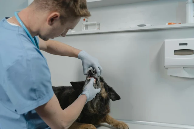 Veterinary Check-ups for Different Animals