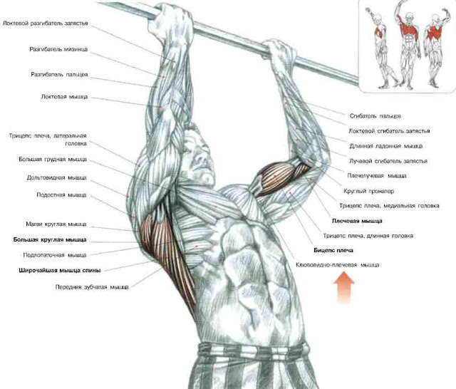 подтягивания обратным хватом на бицепс