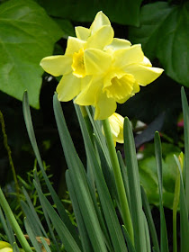 Pale yellow daffodils at the Allan Gardens Conservatory 2018 Spring Flower Show by garden muses-not another Toronto gardening blog