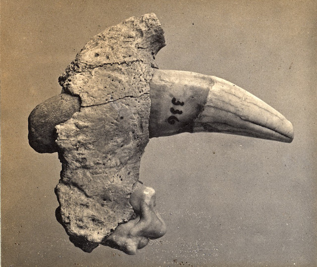 Cave Lion tooth from Kent's Cavern.Photograph by A.R. Hunt, 1891.