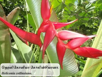 Heliconia collinsiana Flower