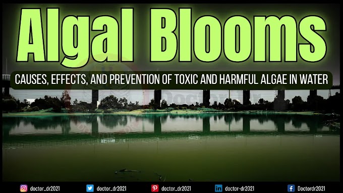 Algal Blooms: Causes, Effects, and Prevention of Toxic and Harmful Algae in Water