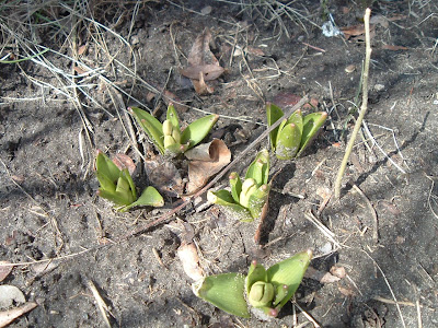 [Photo: hyacinths?]