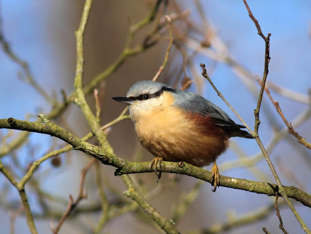 Nuthatch bird at Askham Bog, Yorkshire Wildlife Trust reserve, York, UK