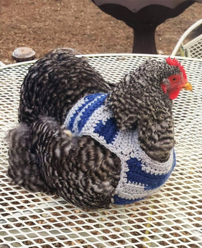 These Fashionable Chickens Are Ready For Fall With Their Stylish Knitted Outfits