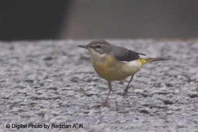 Grey Wagtail