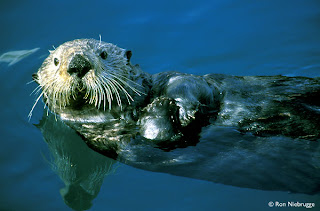 sea otter