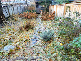 Cabbagetown Toronto Fall Backyard Garden Cleanup before by Paul Jung Gardening Services