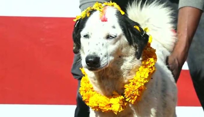 दिवाली: एक ऐसी जगह जहां होती है कुत्‍तों की पूजा, जमकर दी जाती है दावत Diwali: A place where dogs are worshiped, feast is given fiercely