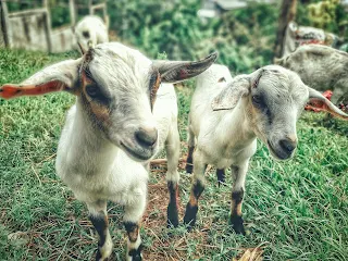 2023 Goat Farming Investment Program Unlocking Profitable Opportunities in the Booming Industry