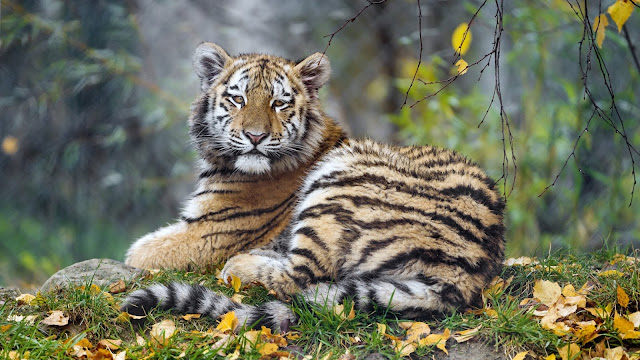 Tigress Cub