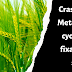 Crassulacean Acid Metabolism (CAM) cycle or the dark fixation of CO2 in succulents