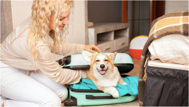 Top Tips For Travelling With Your Dog