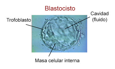 Estructura de un blastocisto con el trofoblasto, la masa celular interna y la cavidad