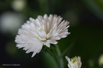 Canon EOS 70D/ EF 100mm f/2.8 Macro USM Lens -  Close-Up / Macro Flowers