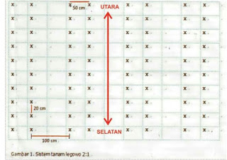 Teknis Budidaya Tanaman Jagung