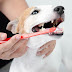 professional dog teeth cleaning at home